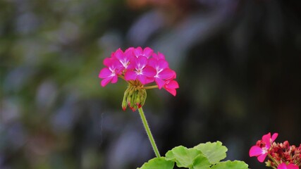Flor lina © Juan