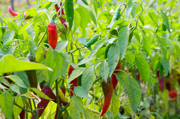 Red and green hot peppers on the bush. Beautiful peppers in the garden.