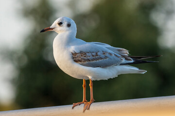 Black-headed Gull Chroicocephalus ridibundus Cosya Ballena Cadiz