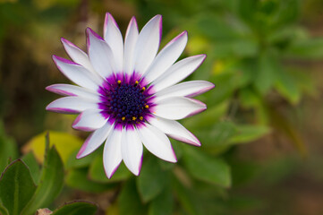 Obraz premium A beautiful flower of an unusual color. The original flower growing in the garden.