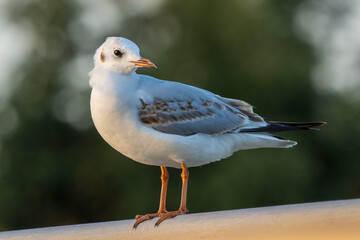 Black-headed Gull Chroicocephalus ridibundus Cosya Ballena Cadiz
