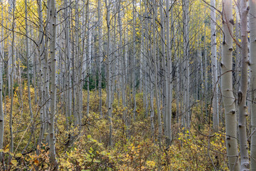 Crowded aspen forest in Utah