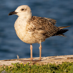 Great Black-backed Gull Larus marinus Costa Ballena Cadiz
