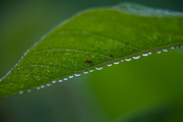 Dewdrops