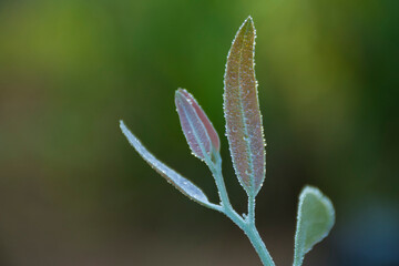 Dewdrops
