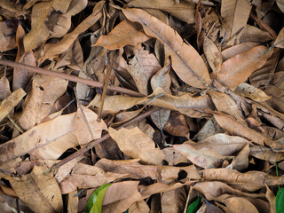 Brown dry leaves that fall under the tree.