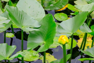 秋のコウホネの黄色いつぼみ