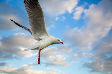 A freeze frame of silver gull flies the air. This species is common in Australia. They live throughout the continent, smart and like to steal food from beach-goers. Hence they are also a pest.