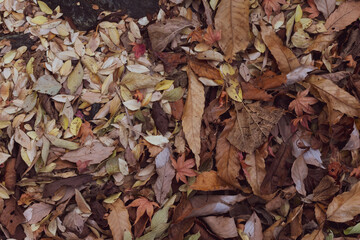 たくさんの落ち葉
