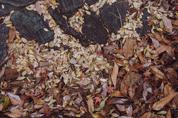 たくさんの落ち葉