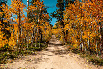 Obraz premium Forest Path