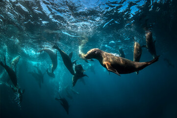 Fototapeta premium Playful seal swimming in the crystal-clear water, Australia