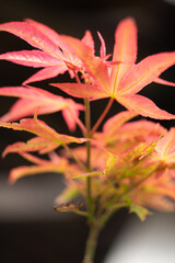 秋のイロハカエデ