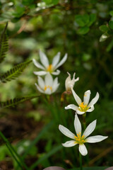 秋のタマスダレ