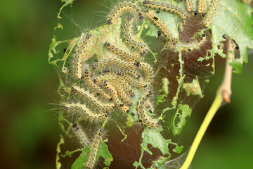 Hyphantria cunea larva crawling on green leaf