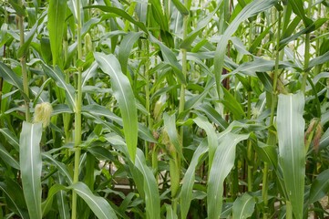 corn tree in country farm Thailand