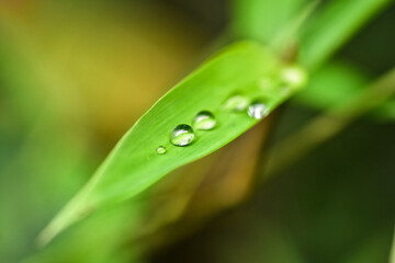 water drop on green bamboo leaf with blurred background