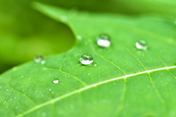 water drop on green bamboo leaf with blurred background