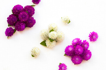 colorful flowers amaranth purple ,white and pink color local flora of asia arrangement flat lay...