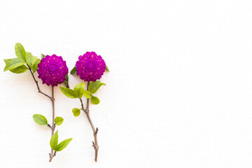 Fototapeta premium colorful flowers amaranth purple color local flora of asia arrangement flat lay postcard style on background white wooden