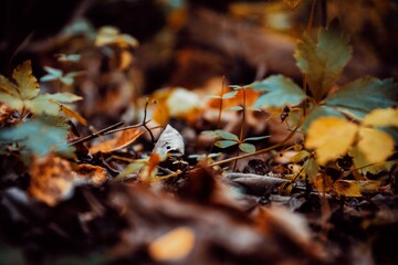 Dead Leaves