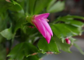 fourth crab claw flower