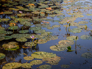 Pond with Waterlilies and Reflections