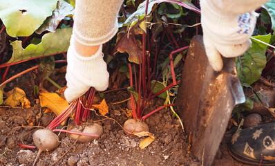 Autumn harvest of beets.Female hands in work gloves pull the beets out of the ground to store them.