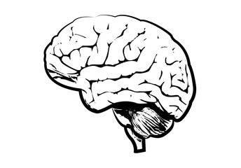 Silueta de un cerebro sano de una persona.