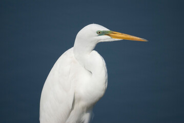Great White Egret Portrait 