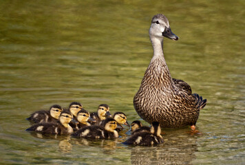 Mottled Duck and Ducklings in Florida Lake 