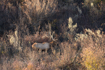 Bull elk in woods