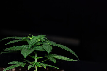 Young cannabis leaves of Strain Cannabis Granddaddy Purple (aka Grand Daddy Purps) Seedlings 27 Days of vegetation planted in the ground, cultivation in an indoor marijuana for medical purposes