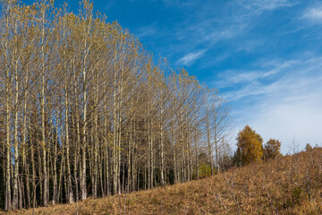 Fototapeta premium a row of trees with fallen leaves in the autumn forest