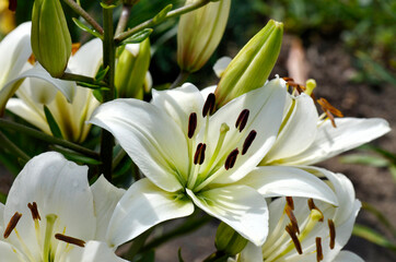 Flower of madonna lily close up