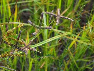 Roadside grass with water droplets on the road