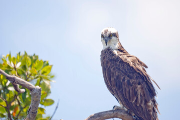 Osprey Perched On Top of a Tree in Florida