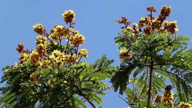 Bright, fragrant flowers and buds of Peltophorum pterocarpum, also known as yellow poinciana, copperpod or yellow flame tree swaying in the breeze. Bees and butterfly fly to the flower for pollination