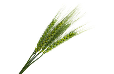 green spikelets of wheat isolated
