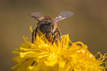 Honey Bee pollinating a flower