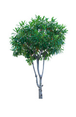 Naklejka premium tree and leaf beautiful on white background. Cerbera plant or Alstonia scholaris