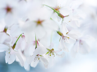 Cherry Blossoms