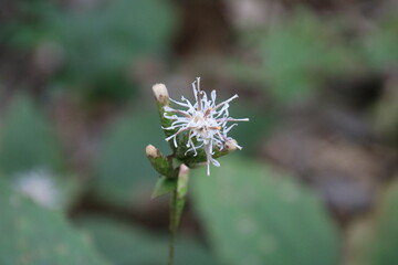 カシワバハグマ　秋の花