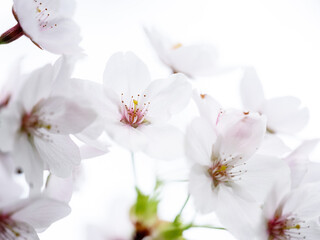 Naklejka na ściany i meble Cherry Blossoms