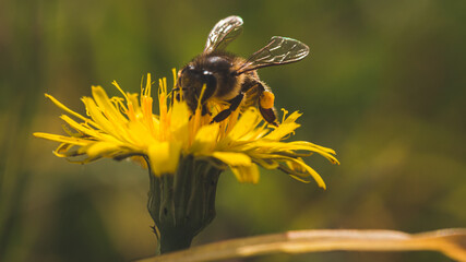 Honey Bee pollinating a flower