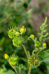 Seeds of plants enclosed in boxes for further maturation in nature in the fall in a natural environment. © NAIL BATTALOV
