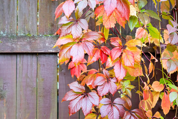 Red, yellow, and green leaves of maiden grapes on an old wooden fence in October. Moscow, Russia