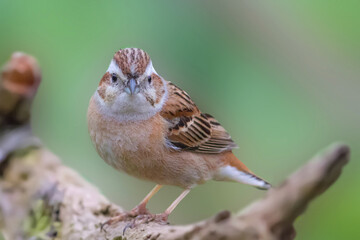 ホオジロ 野鳥 Meadow Bunting