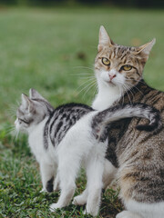 Naklejka na ściany i meble Cat family. Cat mother with kitten.
