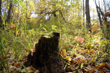 Fototapeta premium stump in the autumn forest